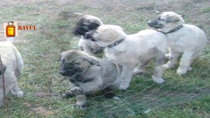 Kangal Köpekleri Hakkında İlginç Bilgiler