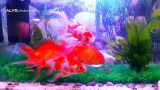 Gold Fish Aquarium..
