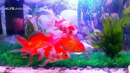 Gold Fish Aquarium..