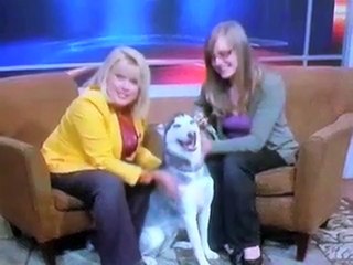 Funny Videos 2016 | Weather Man Sex Joke Fail News Blooper