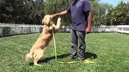 Golden Meadows Kennel | Louise