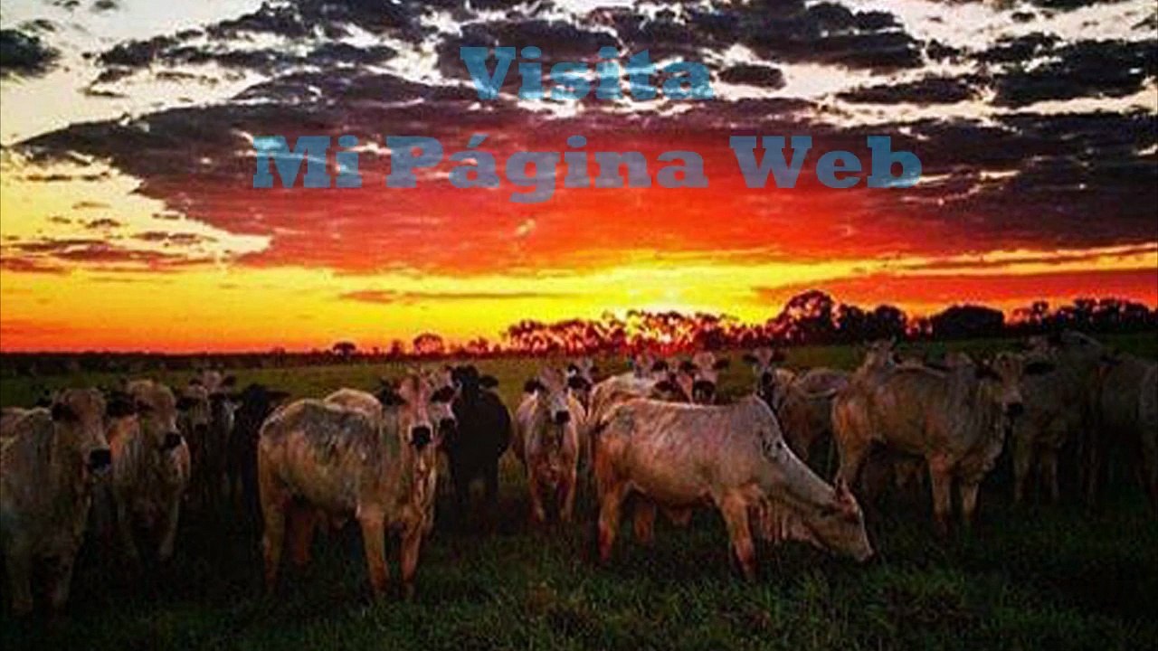 Rafael Ávila Mis Ojos Lloran Por Ti