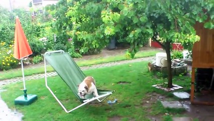 Bulldog  joue sur une balançoire dans la pluie | Bulldog drôle