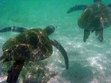 Sea Turtles in San Cristobal Island, Galapagos