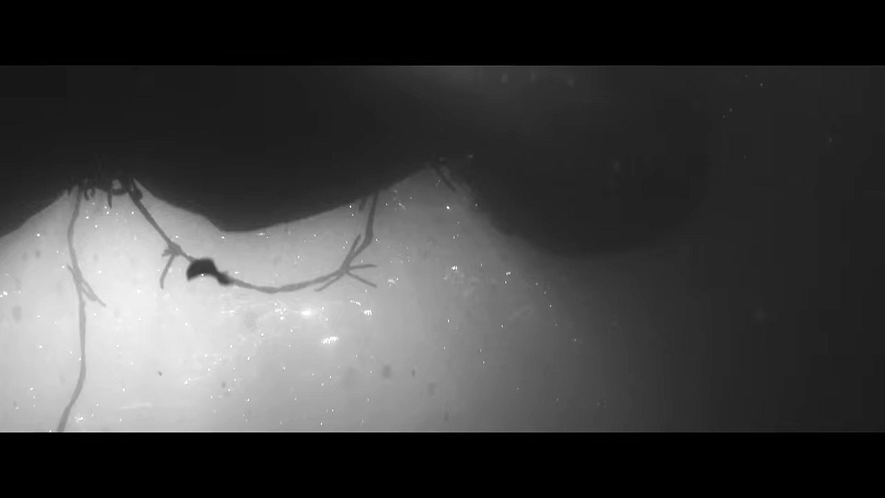 PREACHERMAN - Le clip de MELODY GARDOT