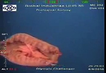 BP Oil Spill - Oly ROV1 spots a Pink Jellyfish