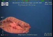 BP Oil Spill - Oly ROV1 spots a Pink Jellyfish