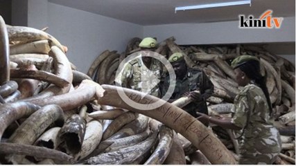 Kenya rugi besar gading dan tanduk dicuri