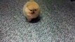 Tiny Pomeranian puppy barking is the cutest thing you'll see today. Guaranteed!