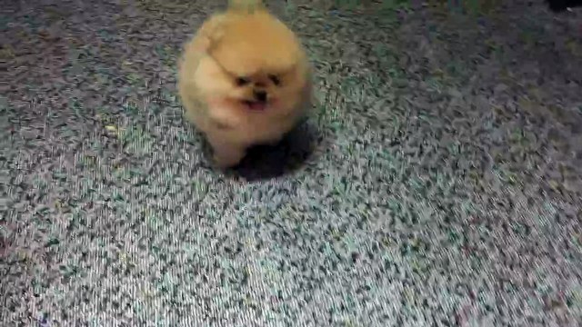 Tiny Pomeranian puppy barking is the cutest thing you'll see today. Guaranteed!