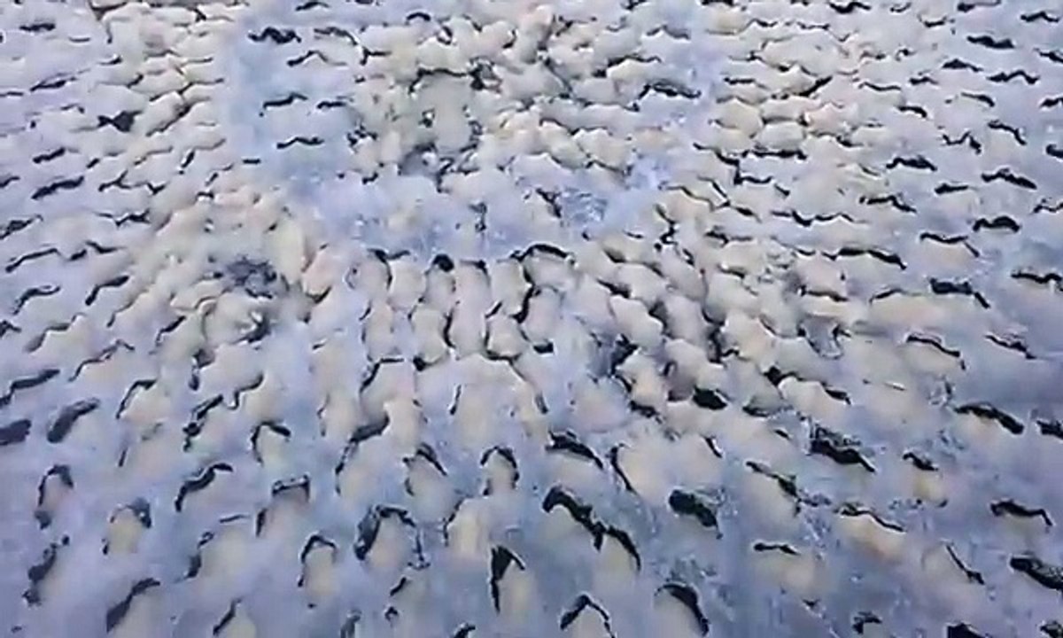 I Thought It Was Just A Strange Pattern In The Ice, But Then He Touched It And THIS Happened