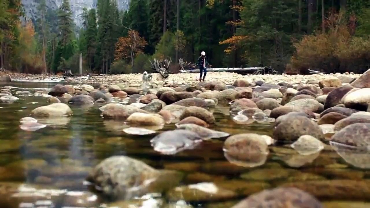 Trip With Dogs