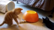 Funny Cat & Cute Kittens Fail Animals Videos Best Funny Kitty Cat Video № 25 | Morsomme Ka