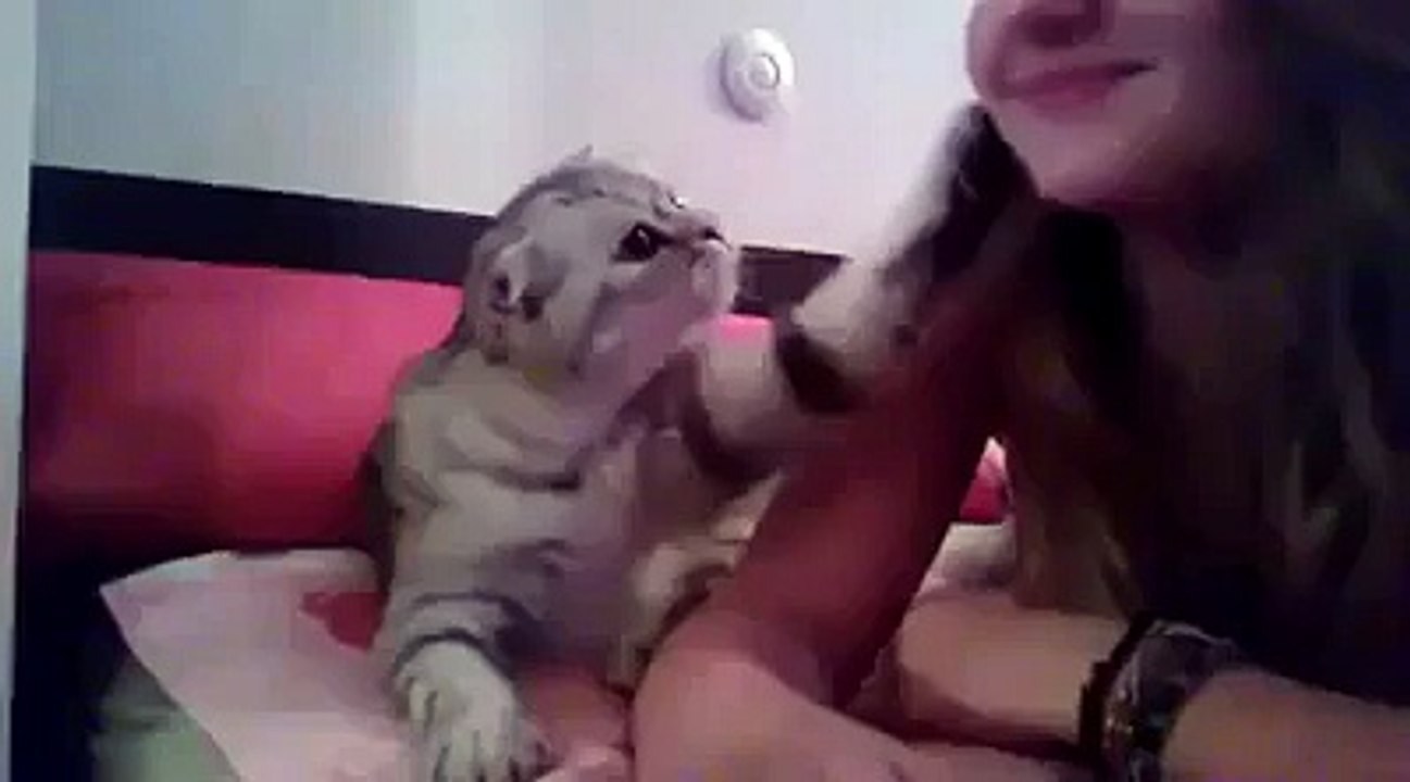 lova cat