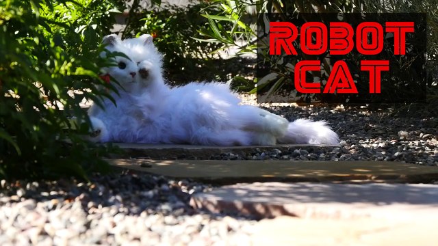 Реакция кота на кота-робота