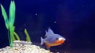pygocentrus eating a gold fish