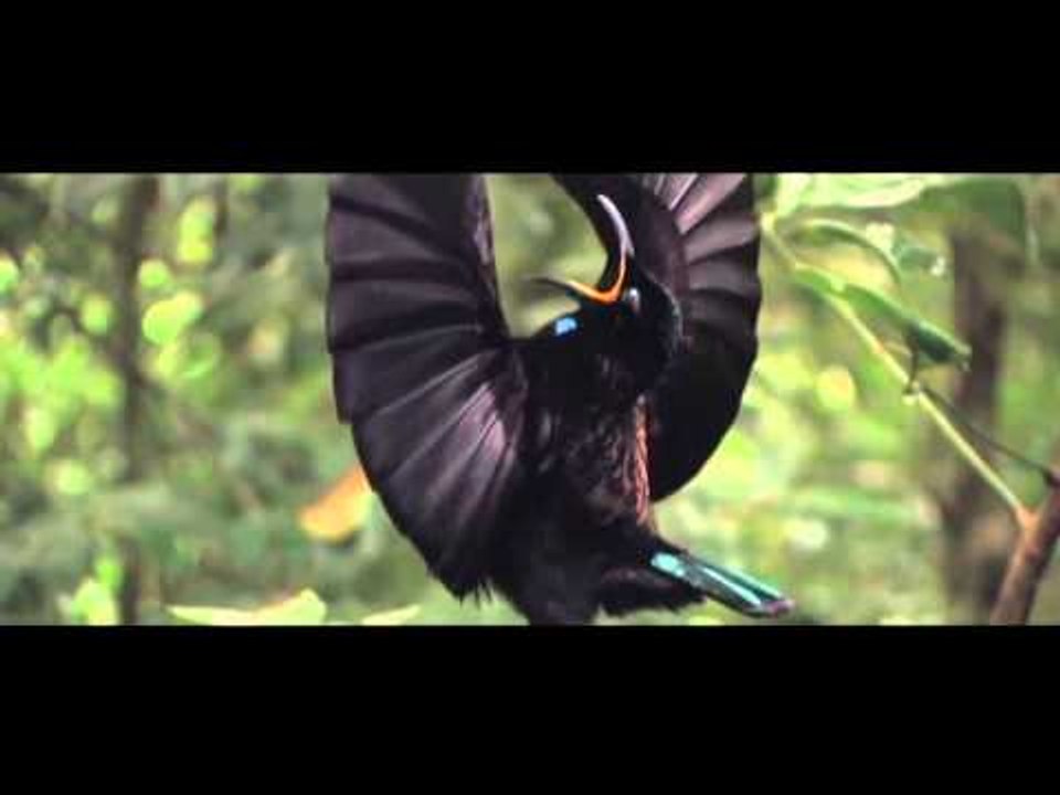 Bahaa Sultan - 3asfora (Music Video) | (بهاء سل...