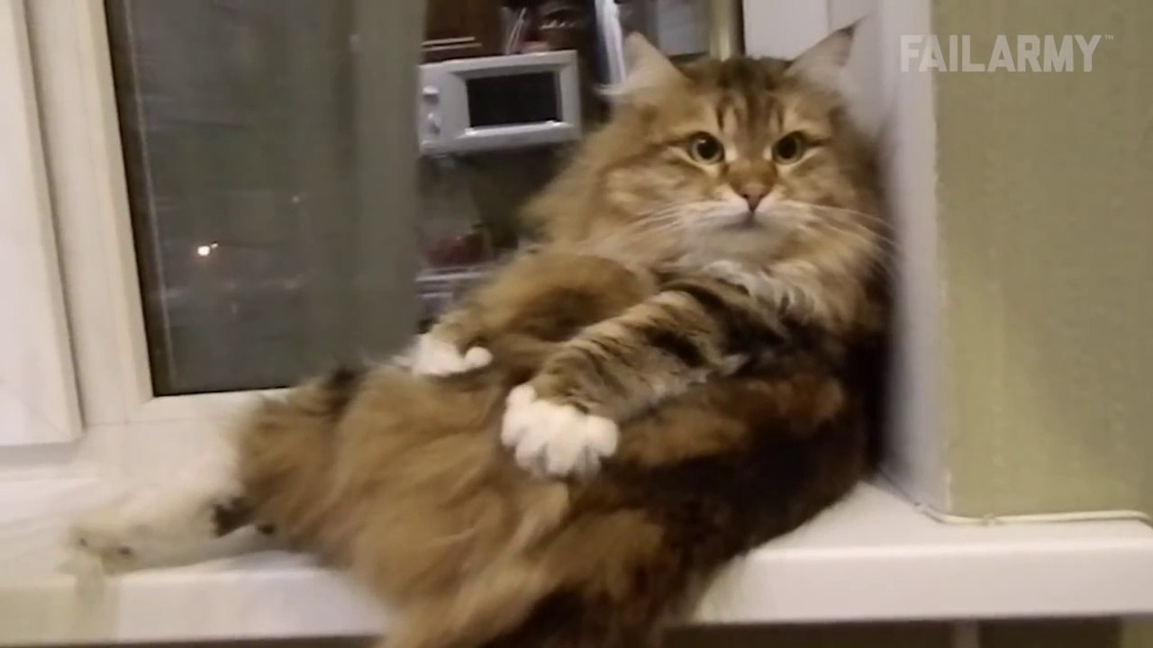 FailArmy Presents- Funny Pet Fails