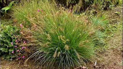 Graminées de l'Ortie-Culture (Marie Albert et Pascal Moreau)