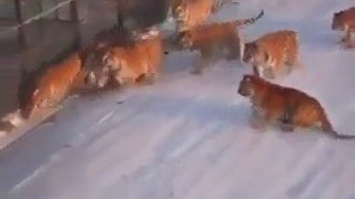 many lion attack a jeep must watch