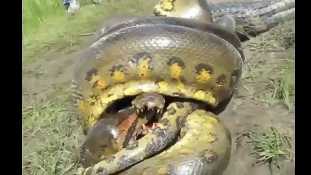 Anaconda vs Crocodile - Python vs Alligator compilation - Python vs crocodile - Snake