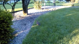 Rabbit in our yard.mp4