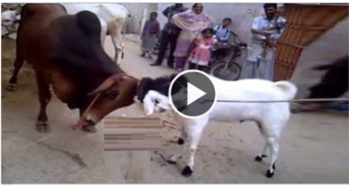 Must Watch Video A Goat Collided with a Cow