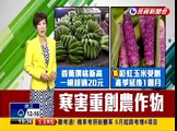 年初寒流凍傷 彩虹玉米產季延後－民視新聞