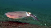 Giant pacific octopus 70