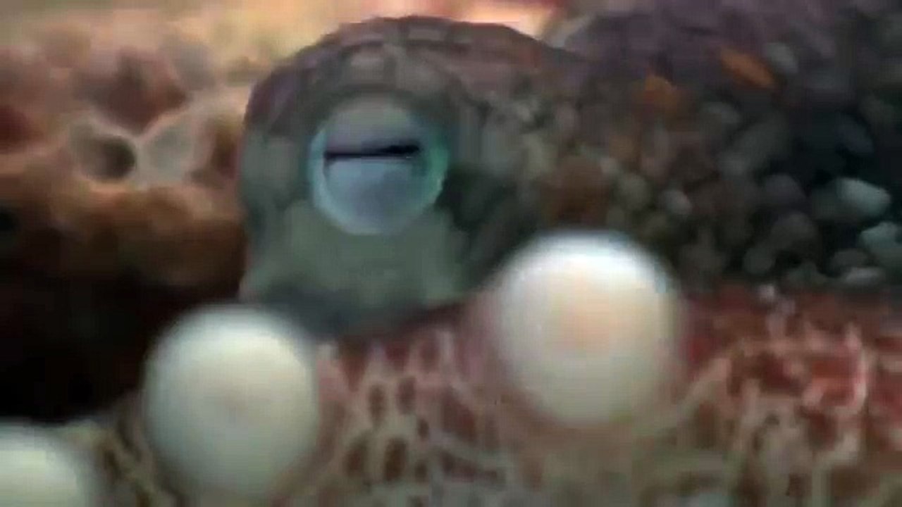 Giant pacific octopus 72