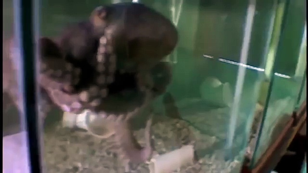 Giant pacific octopus 73