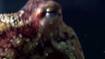 Giant pacific octopus 75