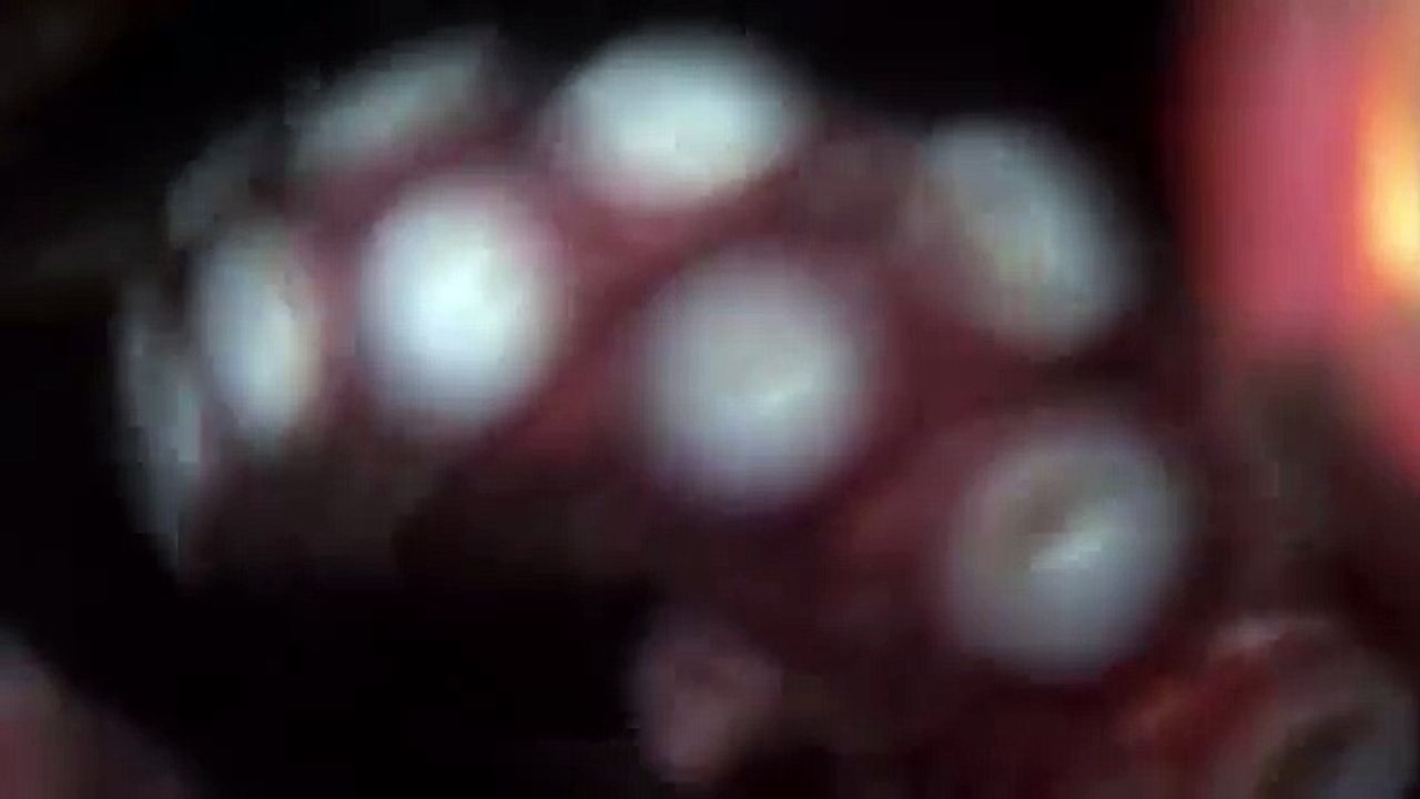 Giant pacific octopus 76