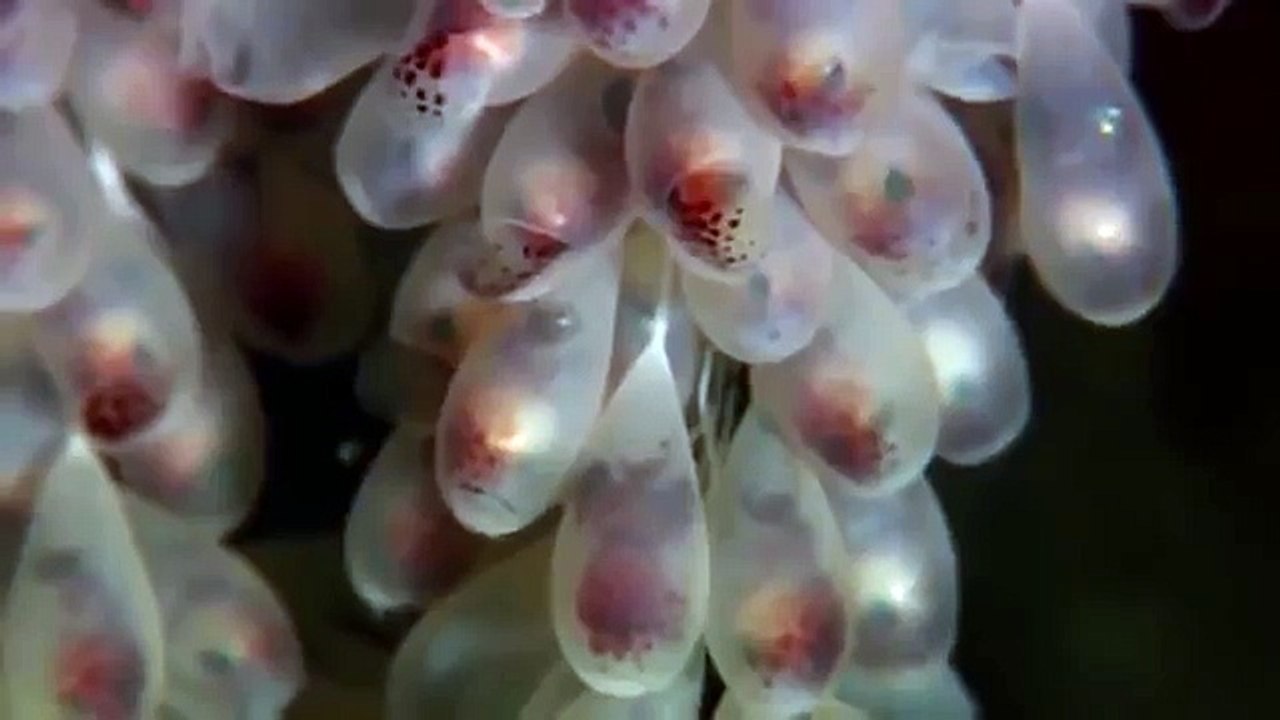 Giant pacific octopus 81