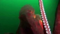 Giant pacific octopus 85