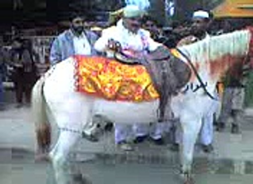 Dhula