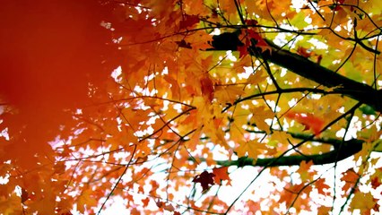 Nachle Nachle | Sonali Salkar Ft. Sukhdev | Original HD