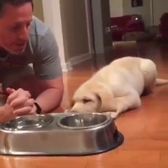 Dog, Praying before dinner