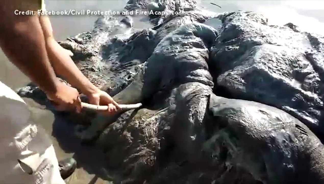 A strange creature on the beach