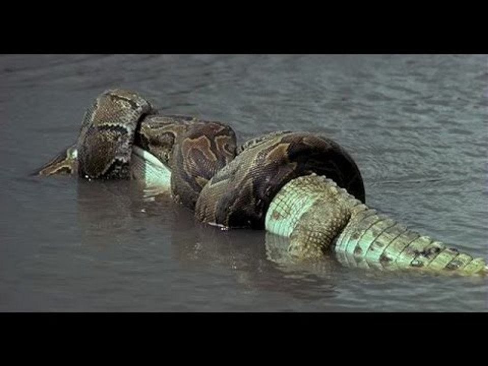 Anaconda vs Crocodile - Python vs Alligator compilation - Python vs crocodile - Snake
