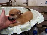 チワワ・ロングコート子犬08/27生れオス【chi120827m001kro】l02