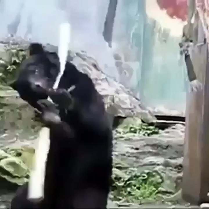 Kungfu panda