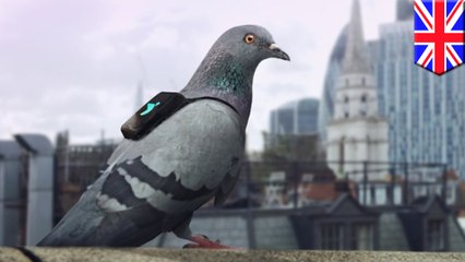 Pigeons carrying air pollution sensors to tweet live readings of London's filthy air