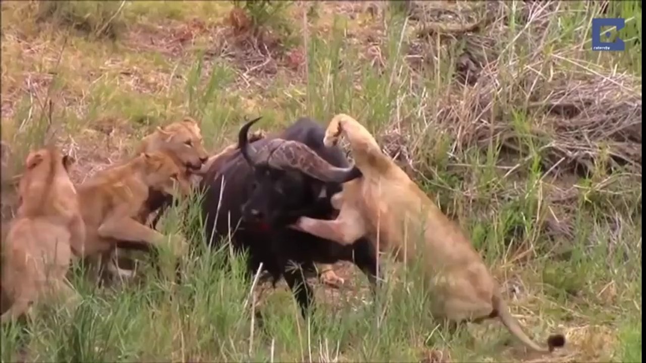Lion Is Impaled By Buffalo Horn During Hunt