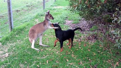 Un kangourou et un chien meilleurs amis, c'est possible