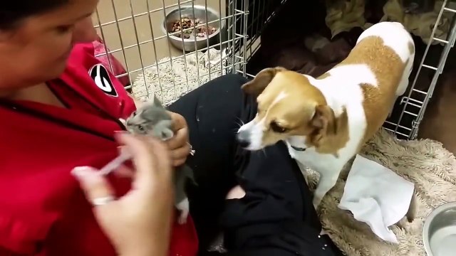 Une maman chien adopte des bébés chats orphelins