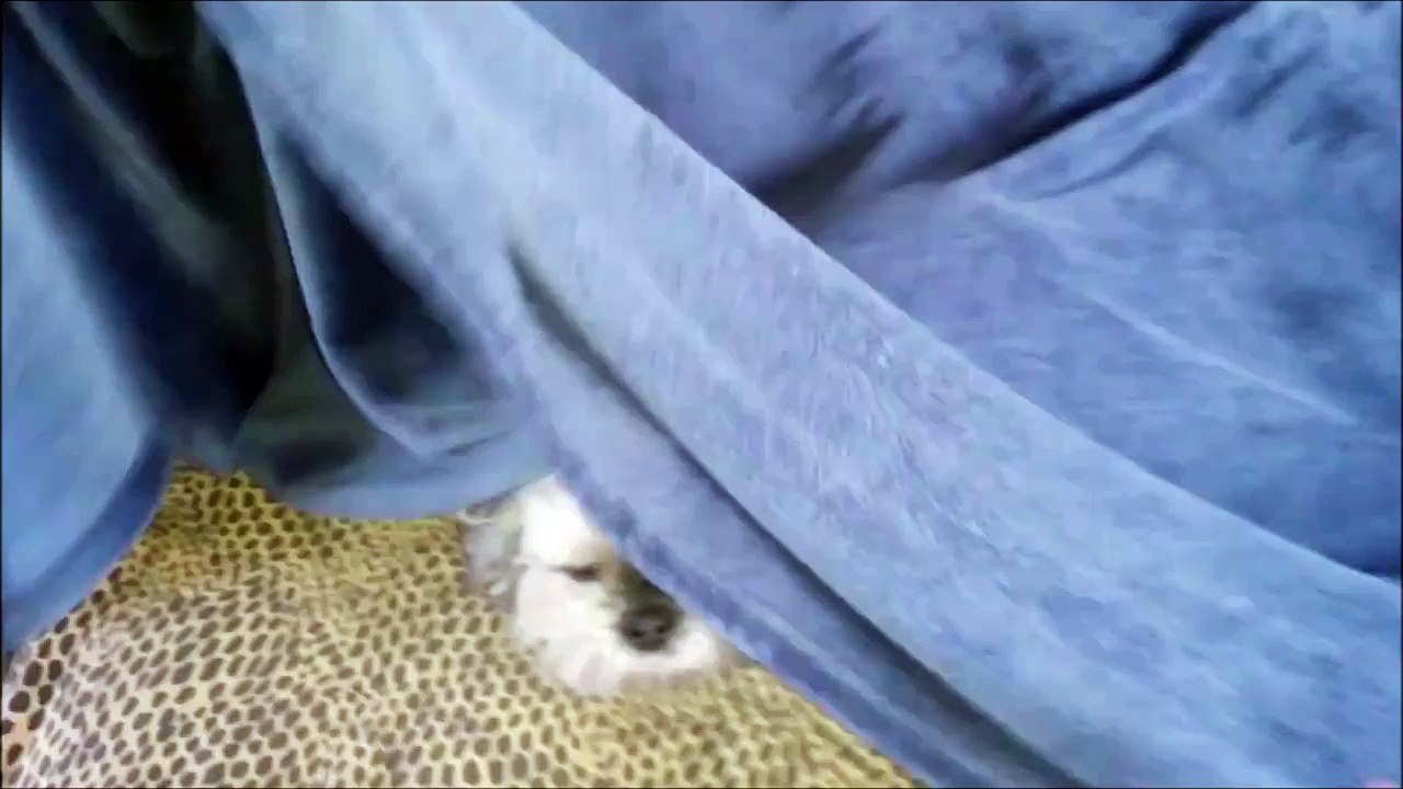 Un chien électrique... Tout poils dressés sur la tête