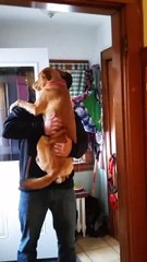 Tellement content que son maitre soit de retour... Chien adorable