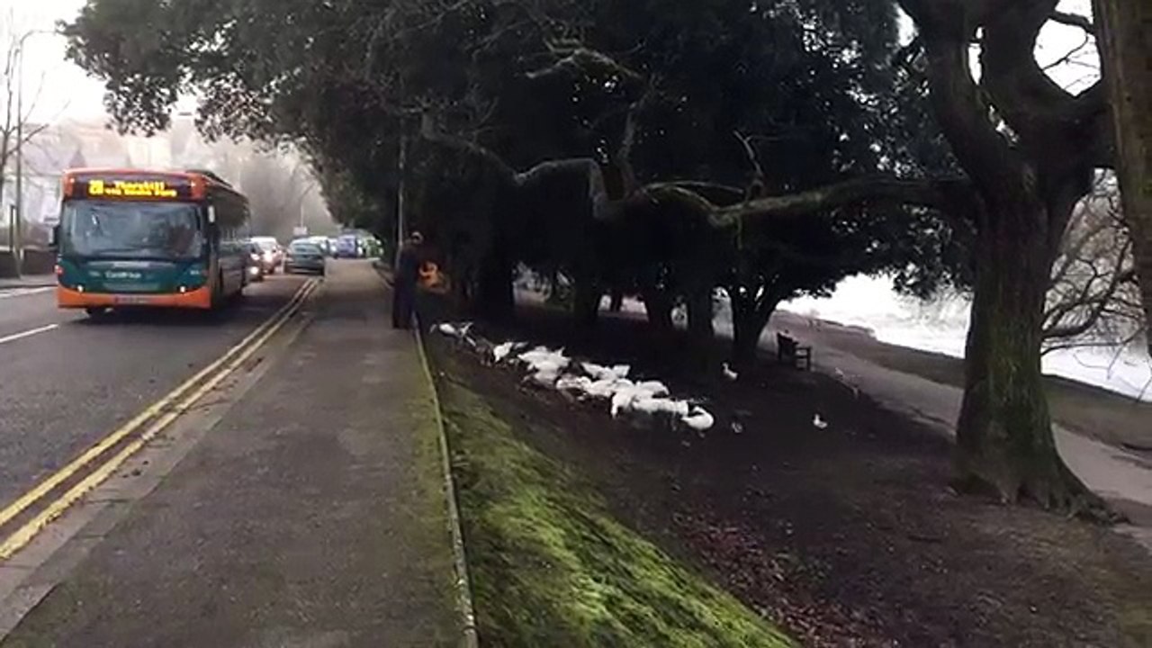 Un homme en retard pour nourrir des oies et des canards sauvages