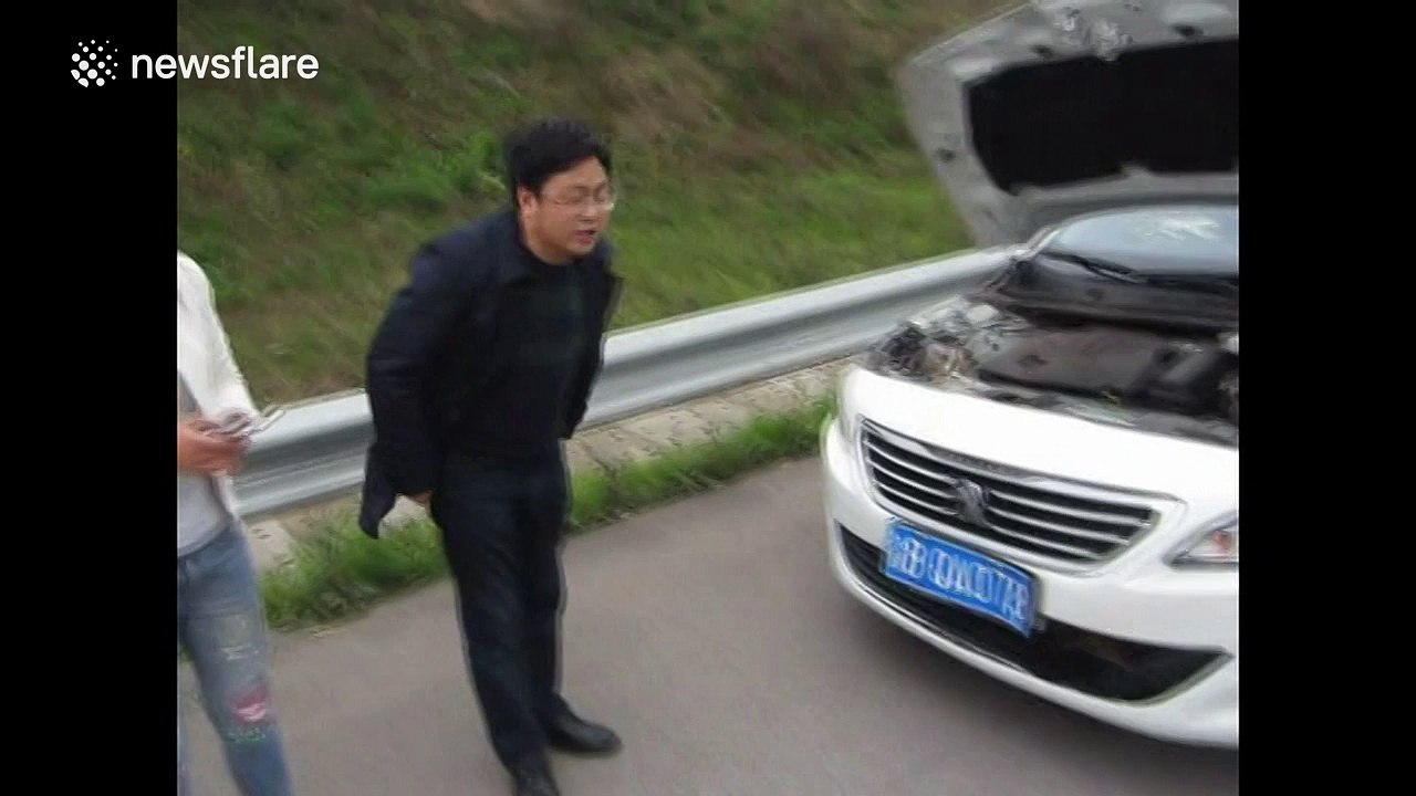 Dog miraculously survives car crash